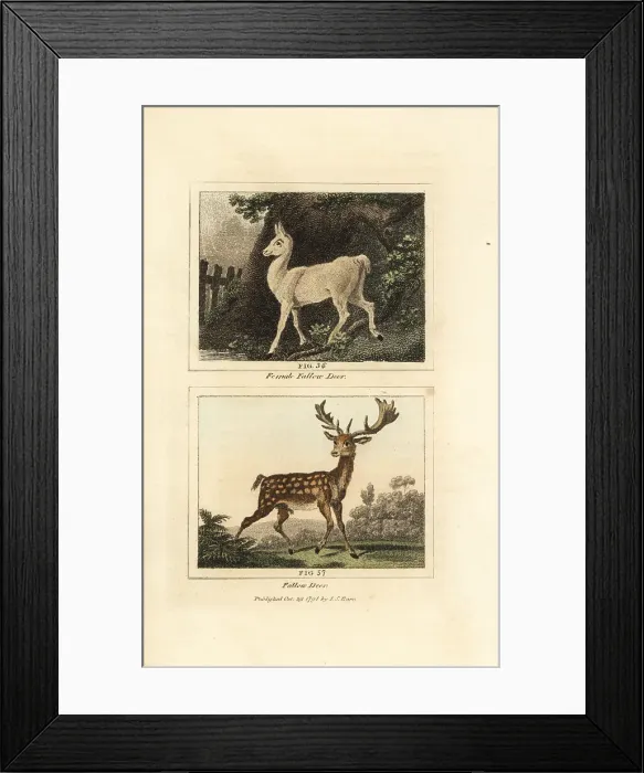 Framed Print : European fallow deer, Dama dama Framed Print : European fallow deer, Dama dama