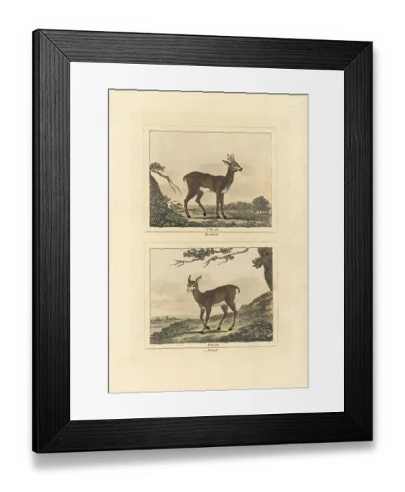 Framed Print : Roe deer, Capreolus capreolus Framed Print : Roe deer, Capreolus capreolus