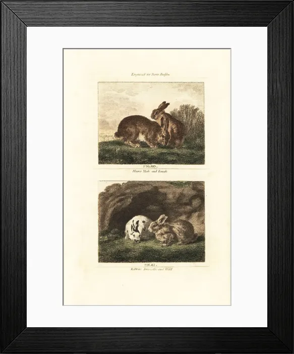 Framed Print : European hare and European rabbit Framed Print : European hare and European rabbit