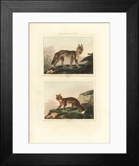 Framed Print : Grey wolf and red fox Framed Print : Grey wolf and red fox