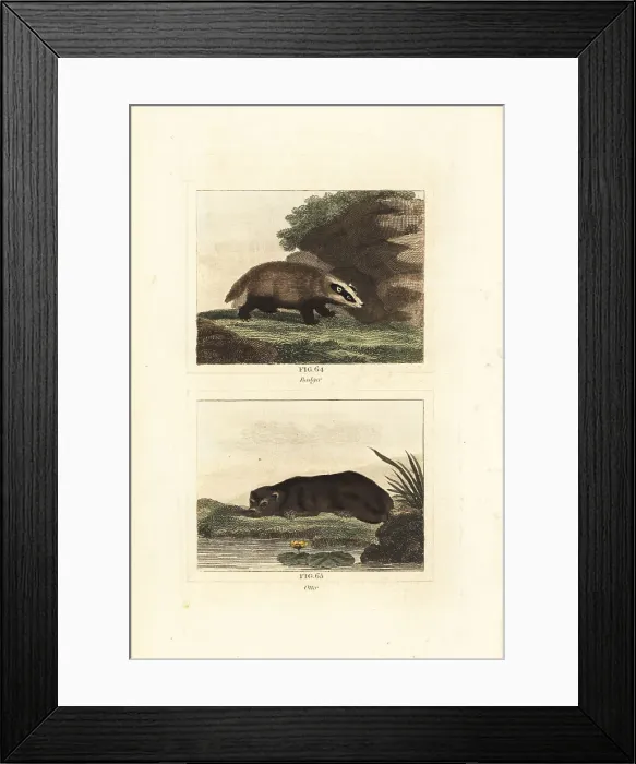 Framed Print : European badger and Eurasian otter Framed Print : European badger and Eurasian otter