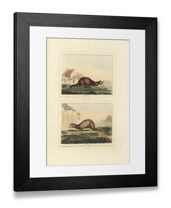Framed Print : European polecat and ferret Framed Print : European polecat and ferret