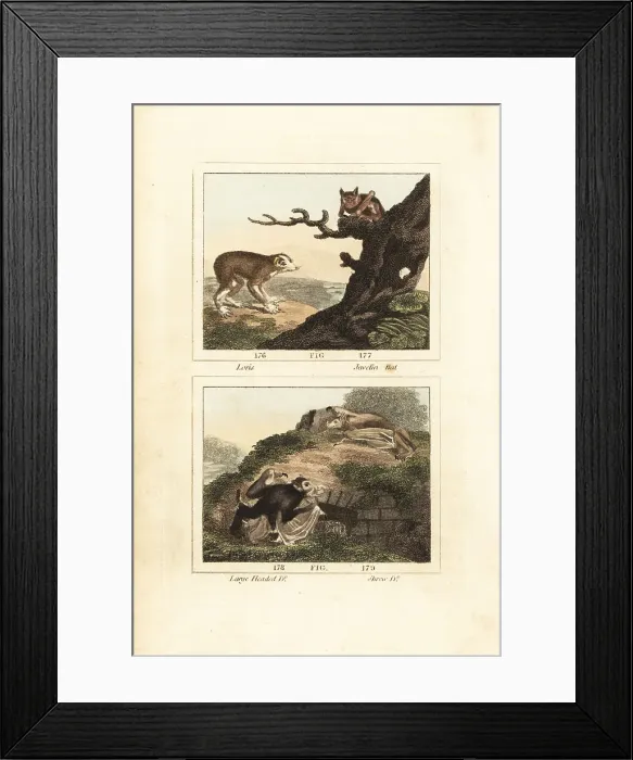 Framed Print : Loris and bats Framed Print : Loris and bats