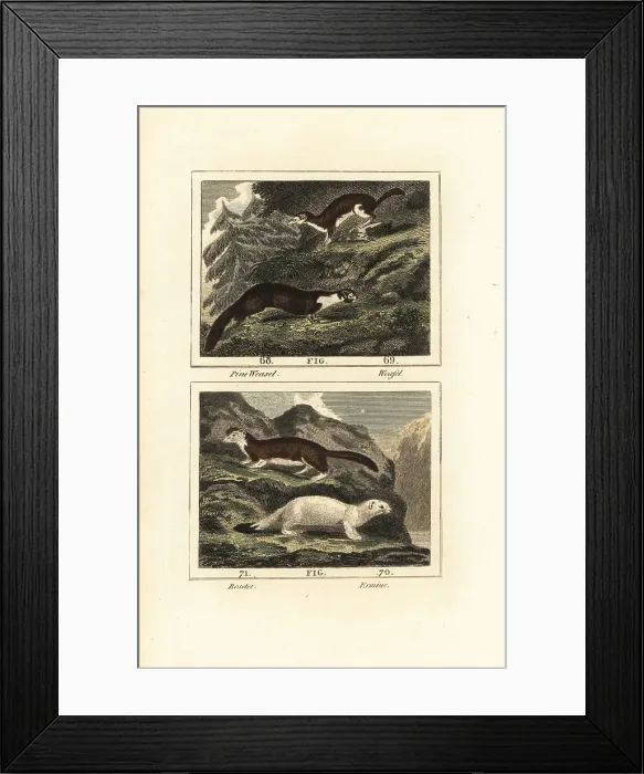 Framed Print : American marten and stoat Framed Print : American marten and stoat