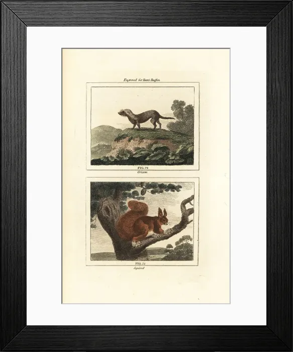 Framed Print : Greater grison and red squirrel Framed Print : Greater grison and red squirrel