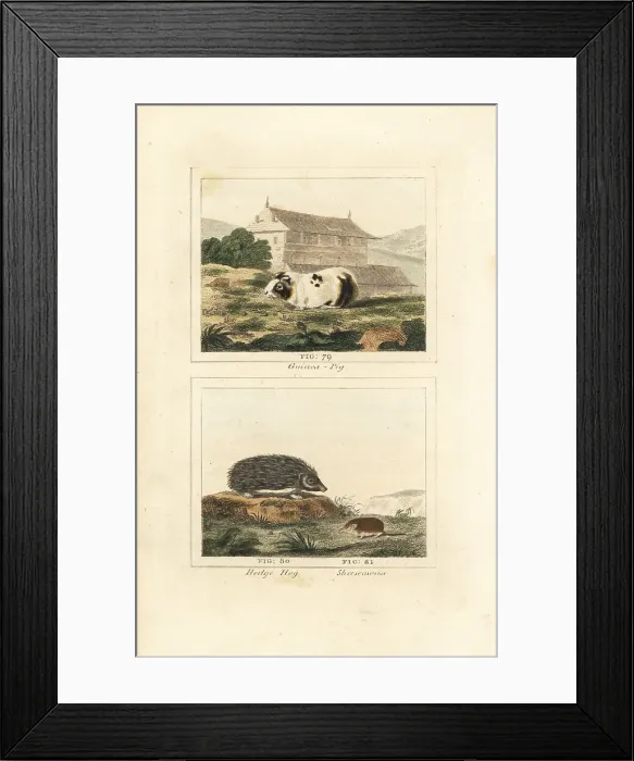Framed Print : Guinea pig, hedgehog and shrew Framed Print : Guinea pig, hedgehog and shrew