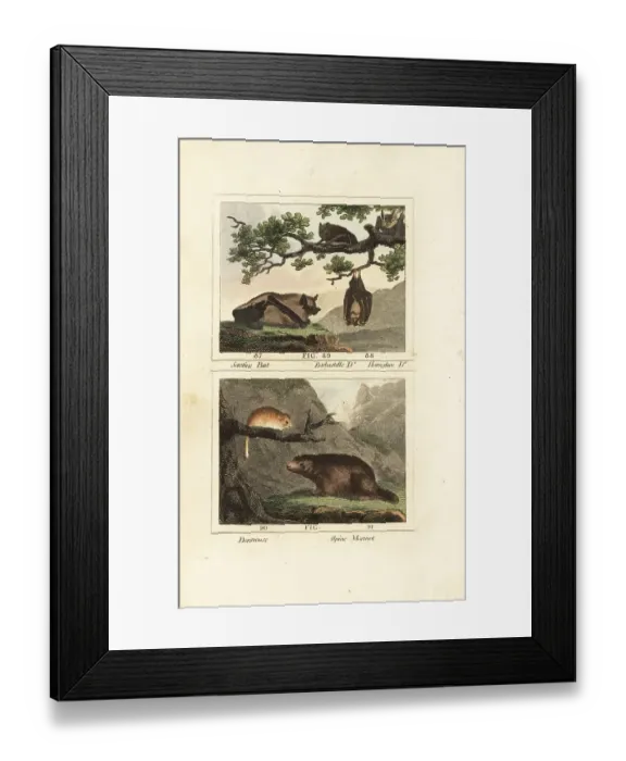 Framed Print : Species of bat, dormouse and marmot Framed Print : Species of bat, dormouse and marmot