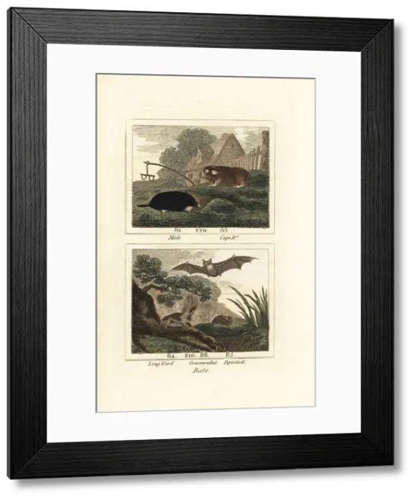 Framed Print : Species of mole, mole-rat and bats Framed Print : Species of mole, mole-rat and bats