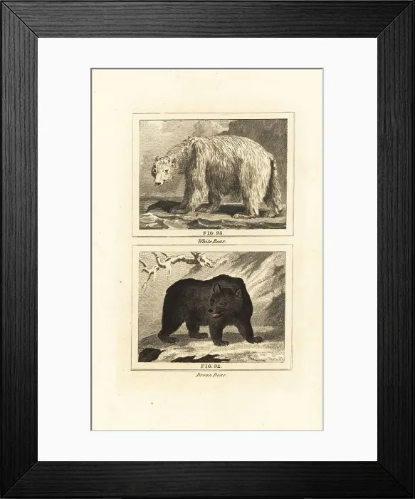 Framed Print : Polar bear and brown bear Framed Print : Polar bear and brown bear