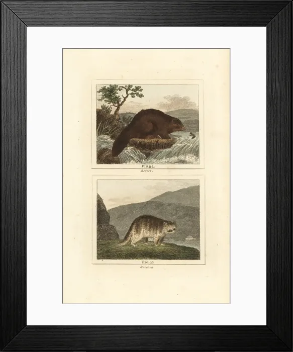 Framed Print : Beaver and raccoon Framed Print : Beaver and raccoon