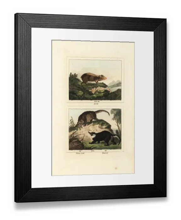 Framed Print : Species of agouti and coati Framed Print : Species of agouti and coati