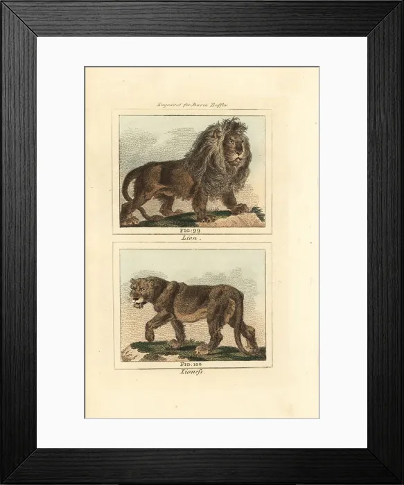 Framed Print : African lion and lioness, Panthera leo Framed Print : African lion and lioness, Panthera leo