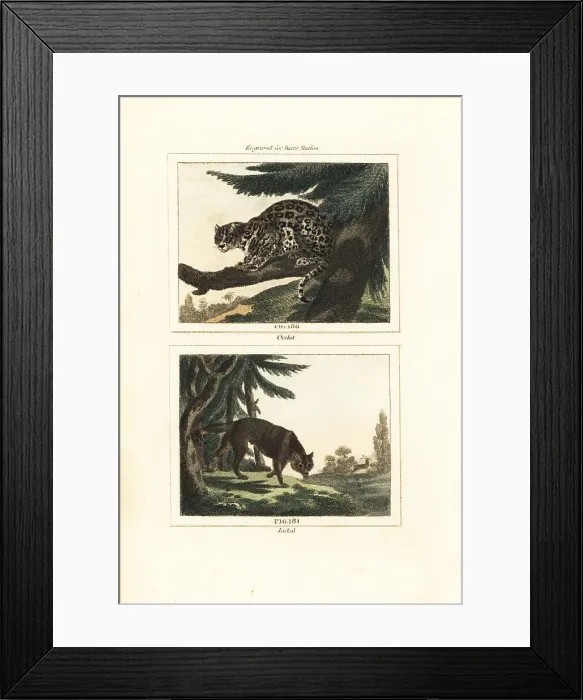 Framed Print : Ocelot and golden jackal Framed Print : Ocelot and golden jackal