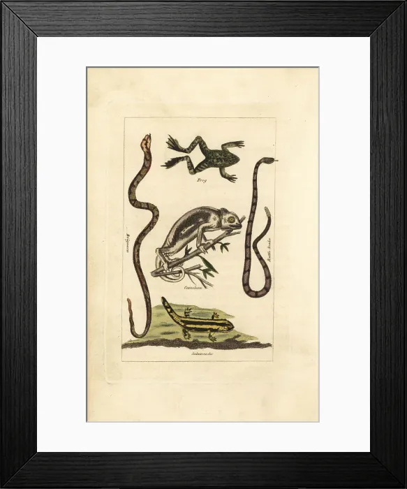 Framed Print : Frog, chameleon, salamander and snakes Framed Print : Frog, chameleon, salamander and snakes