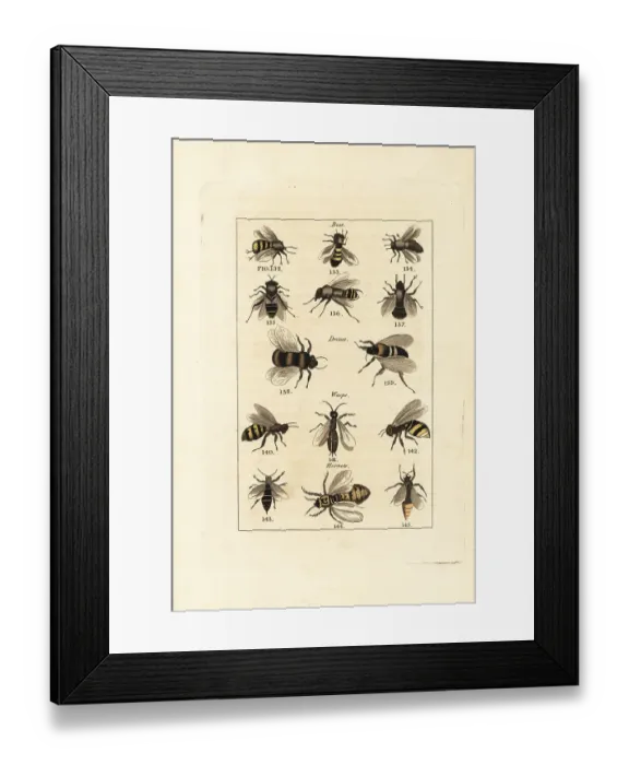 Framed Print : Species of bees, drones, wasps and hornets Framed Print : Species of bees, drones, wasps and hornets