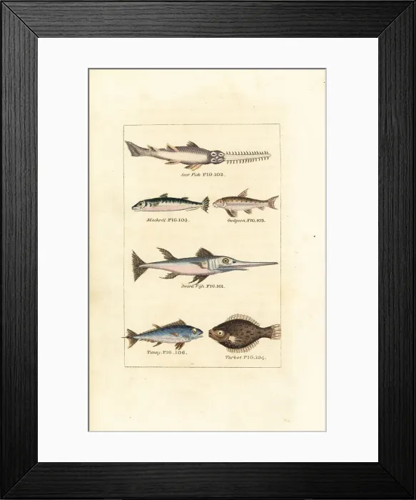 Framed Print : Sawfish, mackerel, swordfish, tuna, etc Framed Print : Sawfish, mackerel, swordfish, tuna, etc