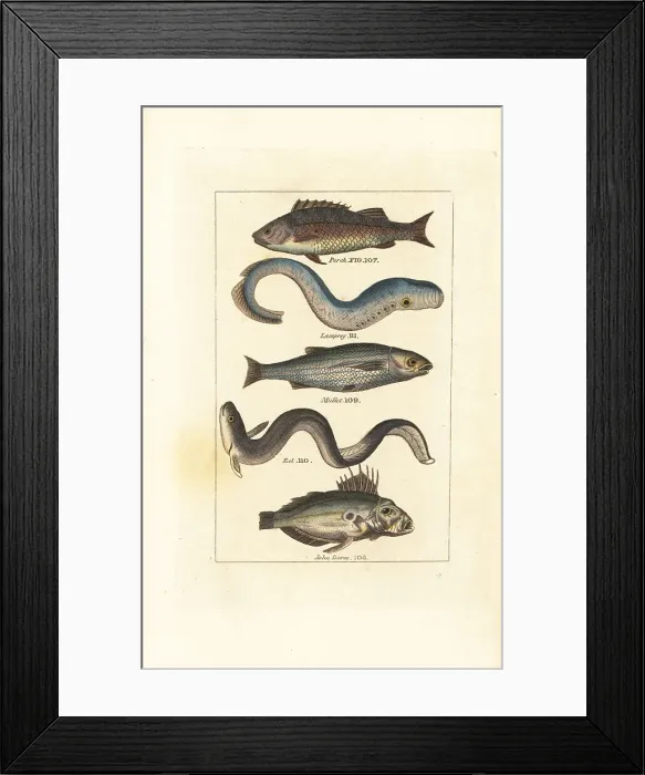 Framed Print : Perch, lamprey, mullet, eel and John Dory Framed Print : Perch, lamprey, mullet, eel and John Dory