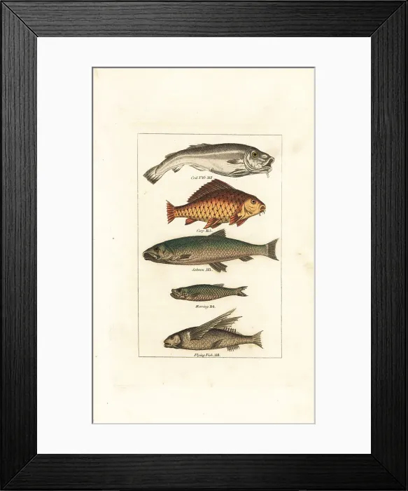 Framed Print : Cod, carp, salmon, herring and flying fish Framed Print : Cod, carp, salmon, herring and flying fish