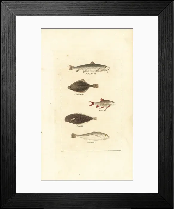 Framed Print : Barbel, flounder, roach, sole, and whiting Framed Print : Barbel, flounder, roach, sole, and whiting