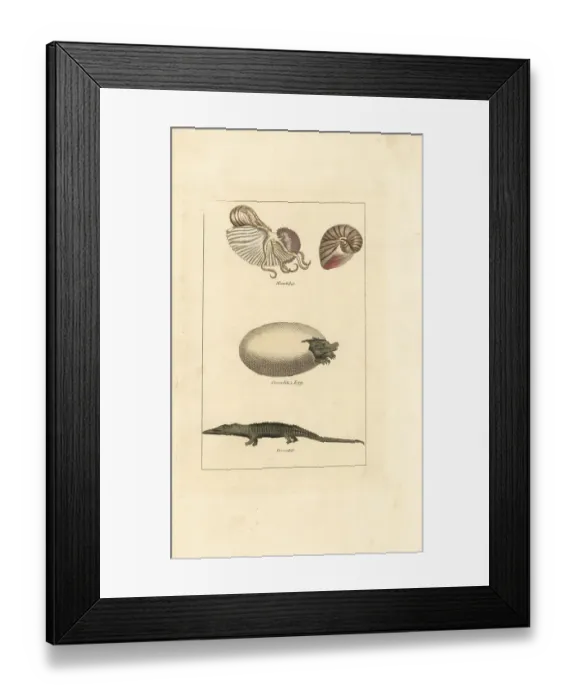 Framed Print : Chambered nautilus and crocodile and egg Framed Print : Chambered nautilus and crocodile and egg