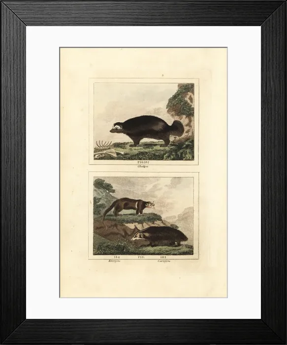Framed Print : Wolverine and kinkajou Framed Print : Wolverine and kinkajou