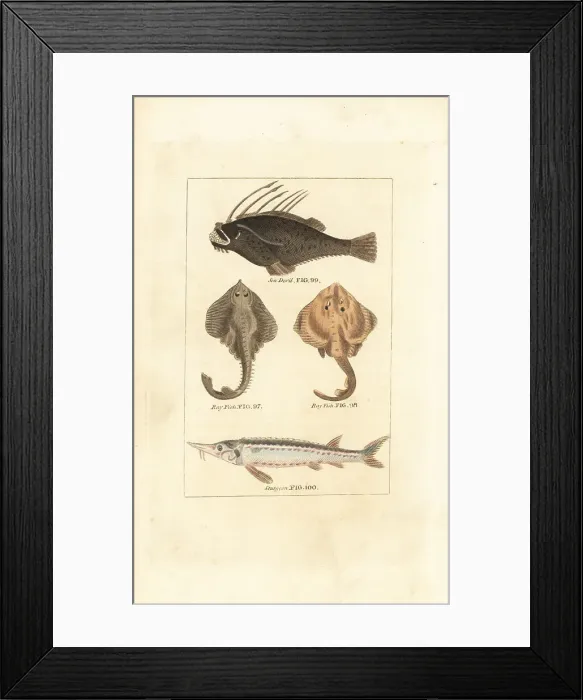 Framed Print : Angler fish, rays and sturgeon Framed Print : Angler fish, rays and sturgeon