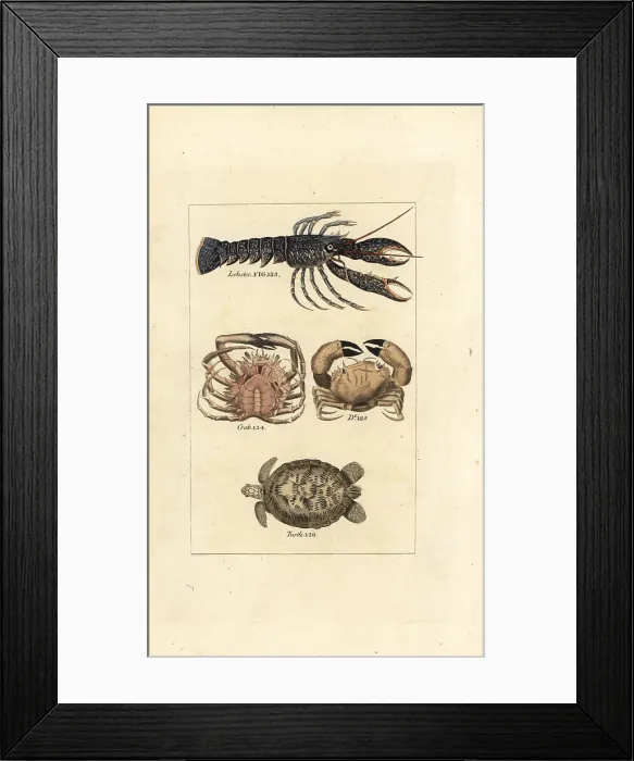 Framed Print : Lobster, crabs and turtle Framed Print : Lobster, crabs and turtle