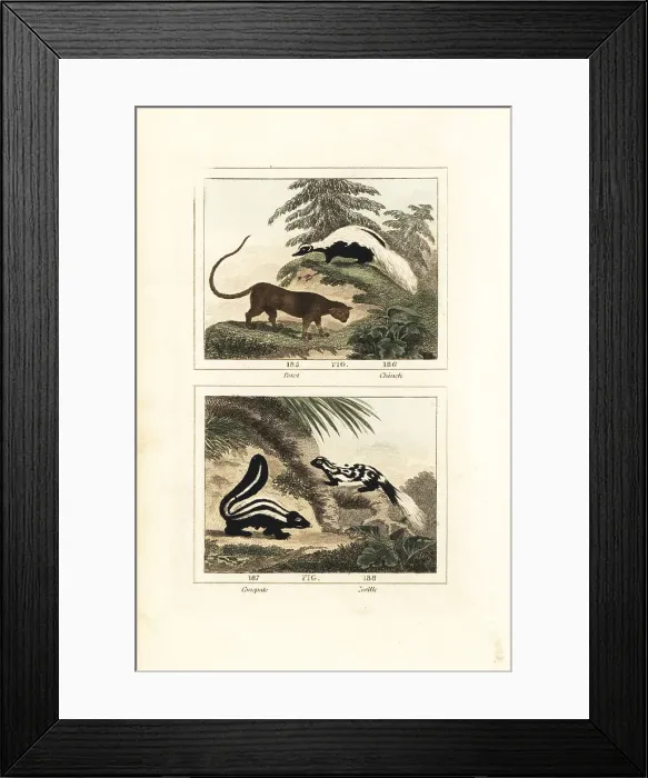 Framed Print : Species of skunk Framed Print : Species of skunk