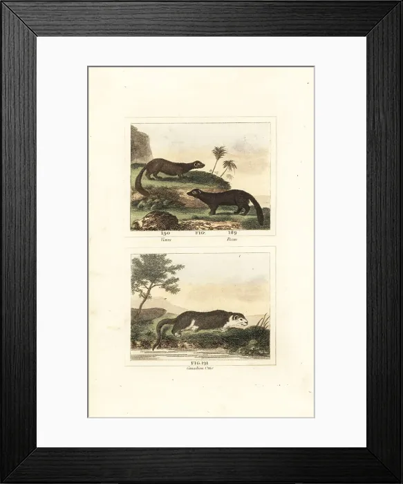 Framed Print : American mink, fisher and river otter Framed Print : American mink, fisher and river otter