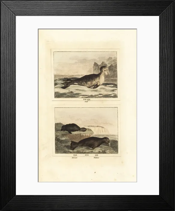 Framed Print : Harbour seal, manatee and walrus Framed Print : Harbour seal, manatee and walrus