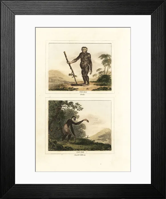 Framed Print : Critically endangered orangutan and gibbon Framed Print : Critically endangered orangutan and gibbon
