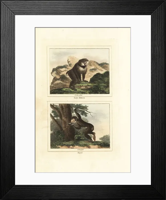 Framed Print : Guinea baboon and endangered Barbary macaque Framed Print : Guinea baboon and endangered Barbary macaque