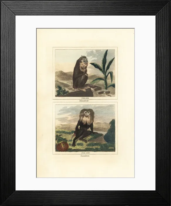 Framed Print : Mandrill and endangered wanderoo Framed Print : Mandrill and endangered wanderoo