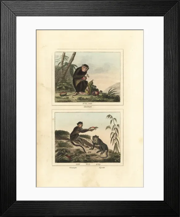Framed Print : Pig-tailed macaque, African guenon and crab-eating macaque Framed Print : Pig-tailed macaque, African guenon and crab-eating macaque
