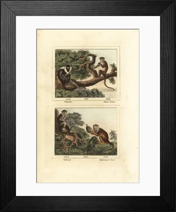 Framed Print : Sooty mangabey, toque macaque, yellow baboon and patas monkey Framed Print : Sooty mangabey, toque macaque, yellow baboon and patas monkey