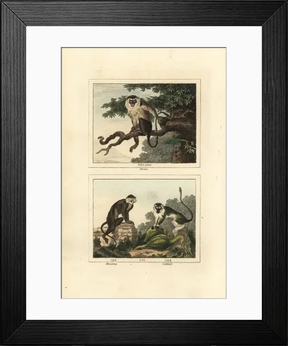 Framed Print : Mona, moustached guenon and grivet Framed Print : Mona, moustached guenon and grivet