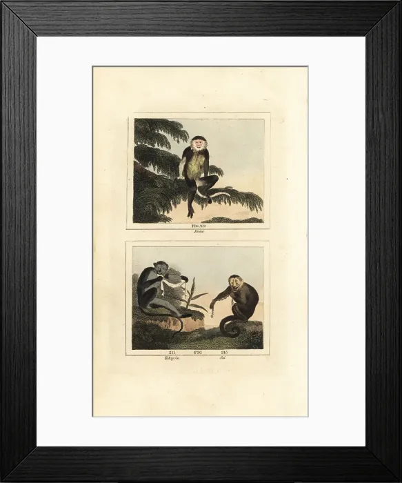 Framed Print : Grey-shanked douc langur, Angolan talapoin and white-headed capu Framed Print : Grey-shanked douc langur, Angolan talapoin and white-headed capu