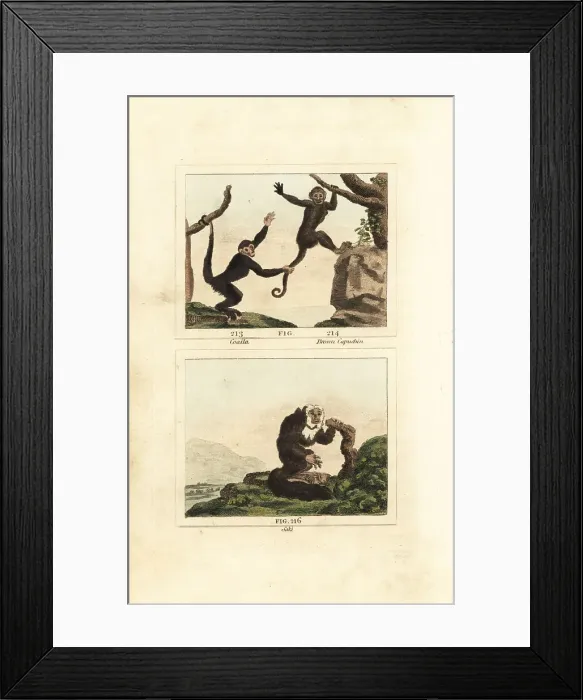 Framed Print : Capuchin monkeys and equatorial saki Framed Print : Capuchin monkeys and equatorial saki