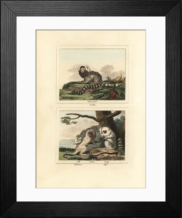 Framed Print : Common marmoset, white-mantled tamarin and silvery marmoset Framed Print : Common marmoset, white-mantled tamarin and silvery marmoset