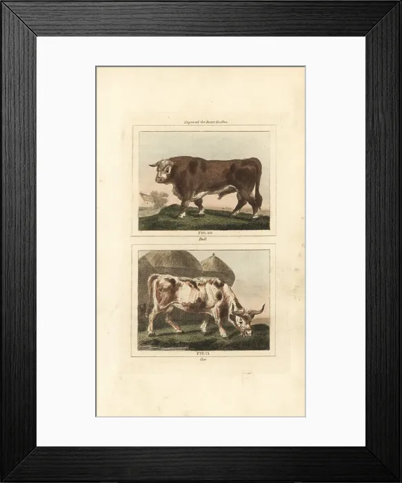 Framed Print : Cattle, bull and cow Framed Print : Cattle, bull and cow