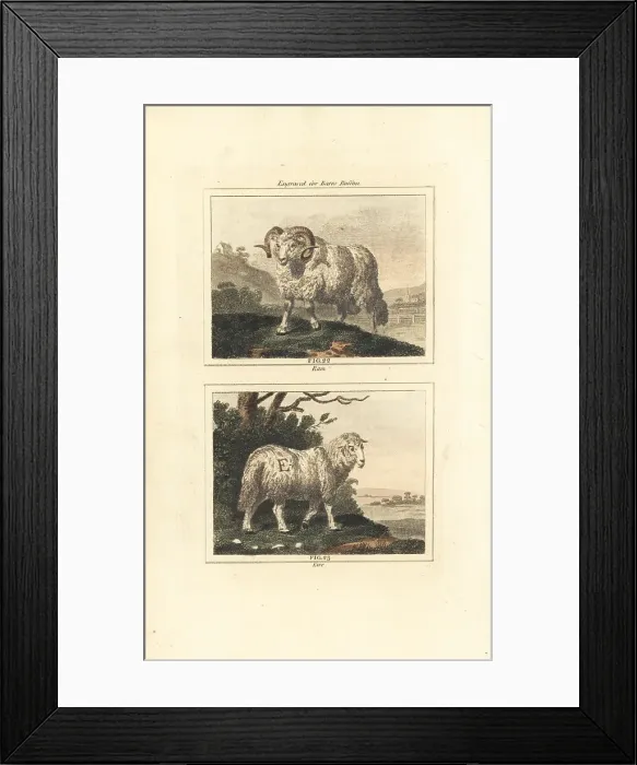 Framed Print : Domesticated sheep, ram and ewe Framed Print : Domesticated sheep, ram and ewe