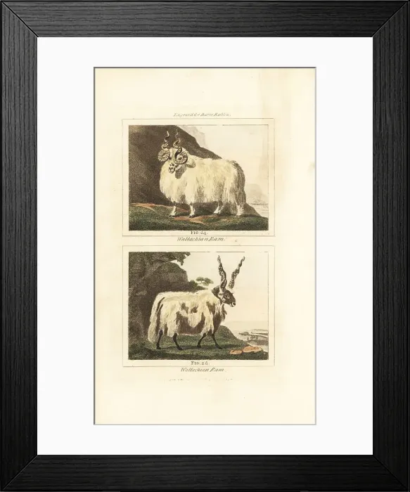 Framed Print : Racka or Hortobagy Racka rams with spiral horns Framed Print : Racka or Hortobagy Racka rams with spiral horns