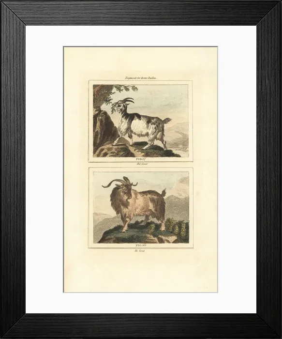 Framed Print : Goat, male and female Framed Print : Goat, male and female