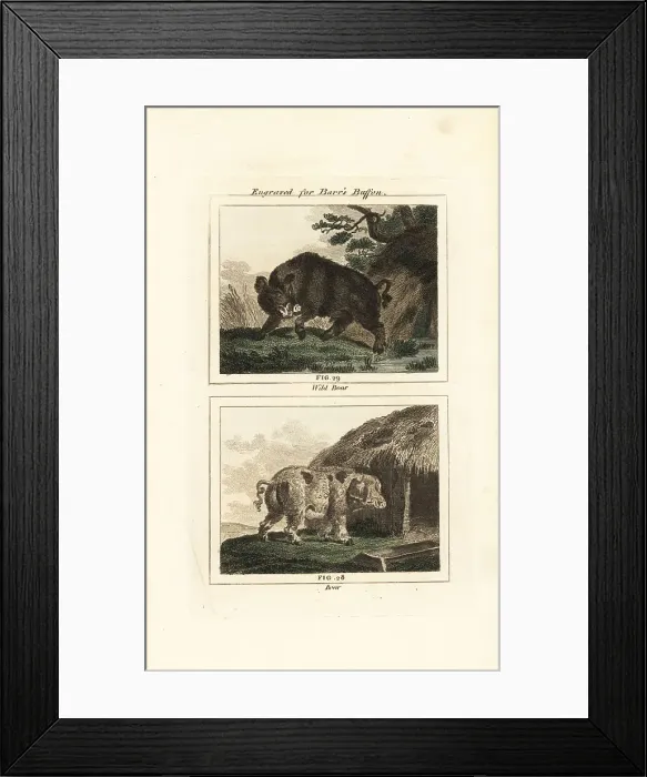 Framed Print : Wild boar and domestic pig Framed Print : Wild boar and domestic pig