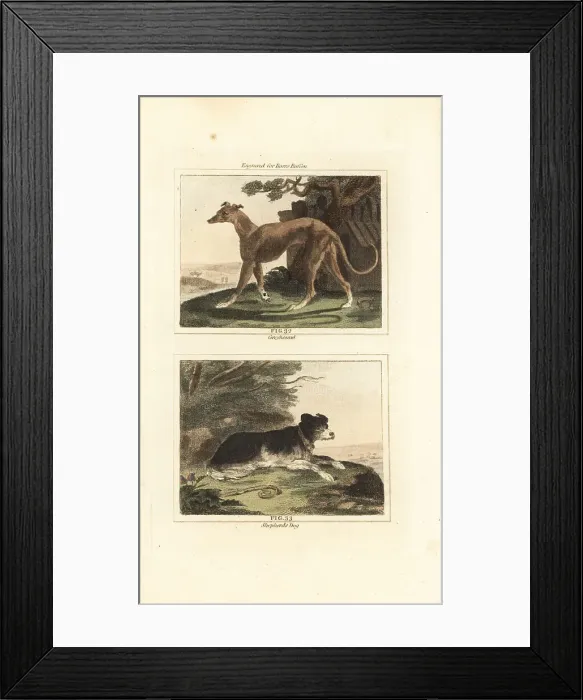 Framed Print : Greyhound and sheepdog Framed Print : Greyhound and sheepdog