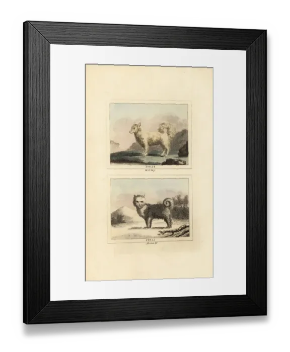 Framed Print : Wolf dog and Siberian husky Framed Print : Wolf dog and Siberian husky