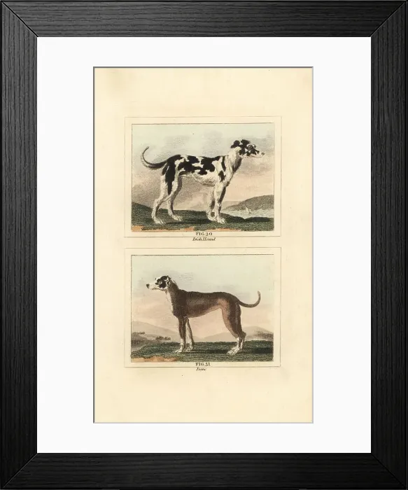 Framed Print : Irish wolf hound and Great Dane Framed Print : Irish wolf hound and Great Dane