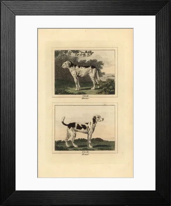 Framed Print : Harrier and hound Framed Print : Harrier and hound