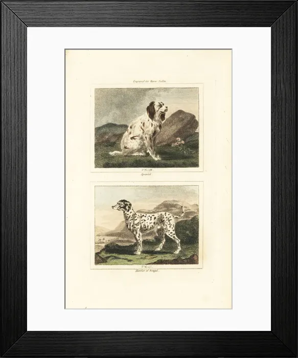 Framed Print : Spaniel and harrier Framed Print : Spaniel and harrier