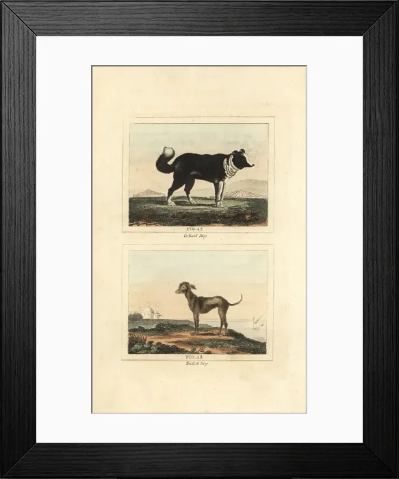 Framed Print : Iceland sheepdog and bald Turkish dog Framed Print : Iceland sheepdog and bald Turkish dog